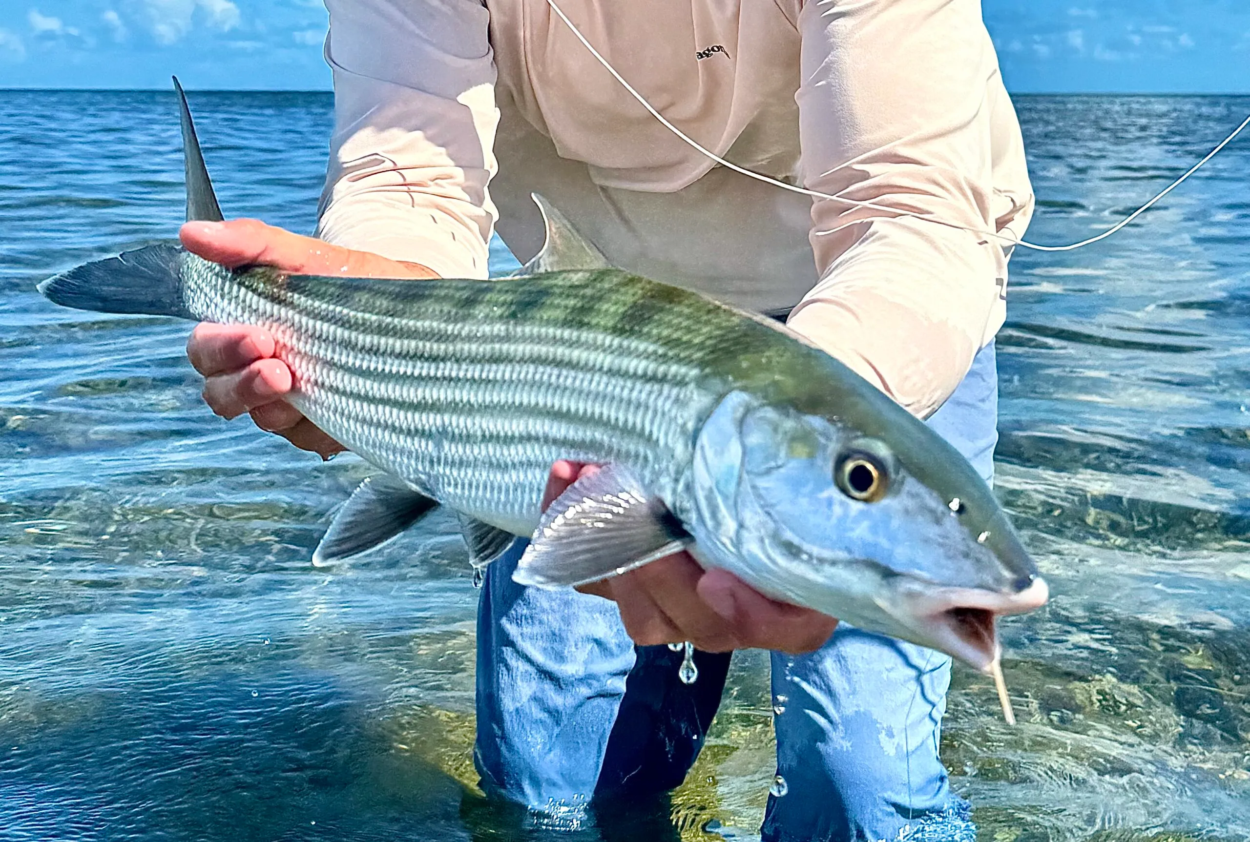 Bonefish being released over a clear grass flat