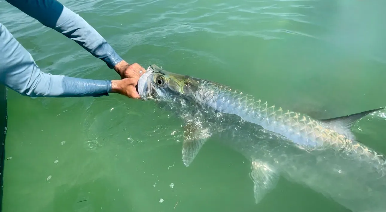 Capt. Jess releasing a tarpon beside the skiff
